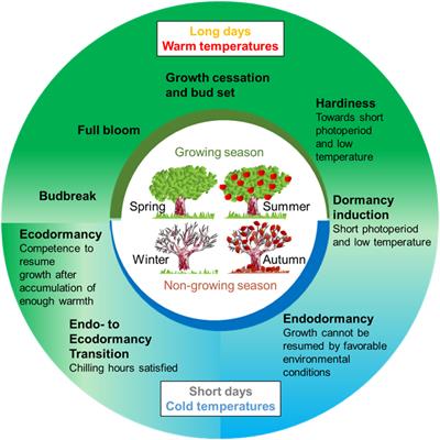 I Want to (Bud) Break Free: The Potential Role of DAM and SVP-Like Genes in Regulating Dormancy Cycle in Temperate Fruit Trees